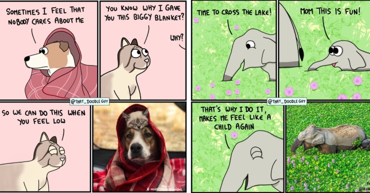 animal comic by divyansh sikka, aka that doodle guy, featuring a photo of a cat sleeping on a dogs head with a blanket wrapped around them both and another comic by the same man that features a photo of a elephants walking through a lake covered in flowers