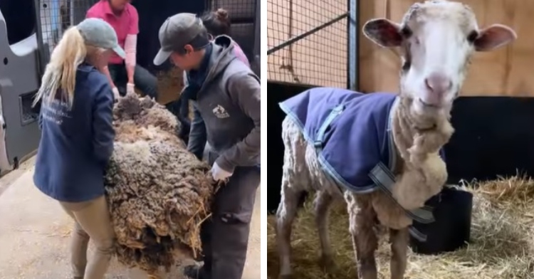 Alex sheep before and after sheering