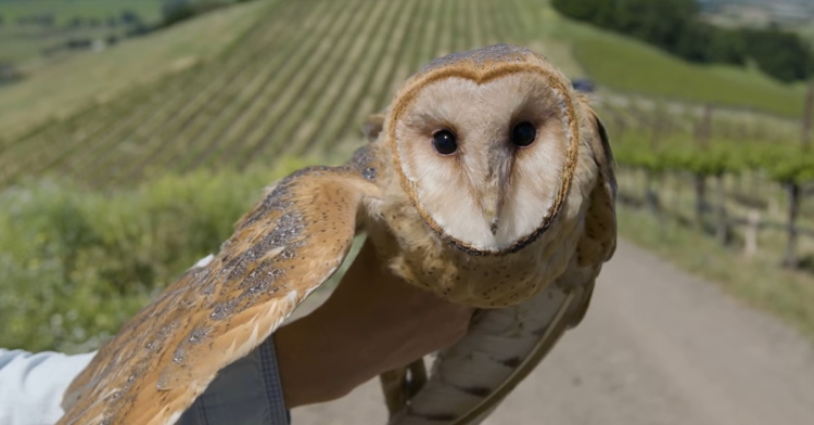 barn owl