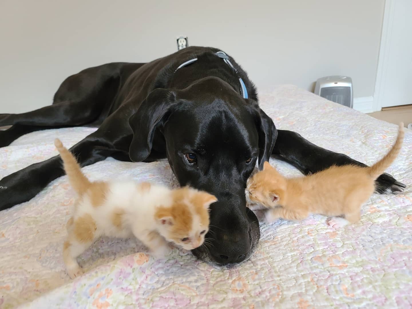 Great dane and kitten cheap