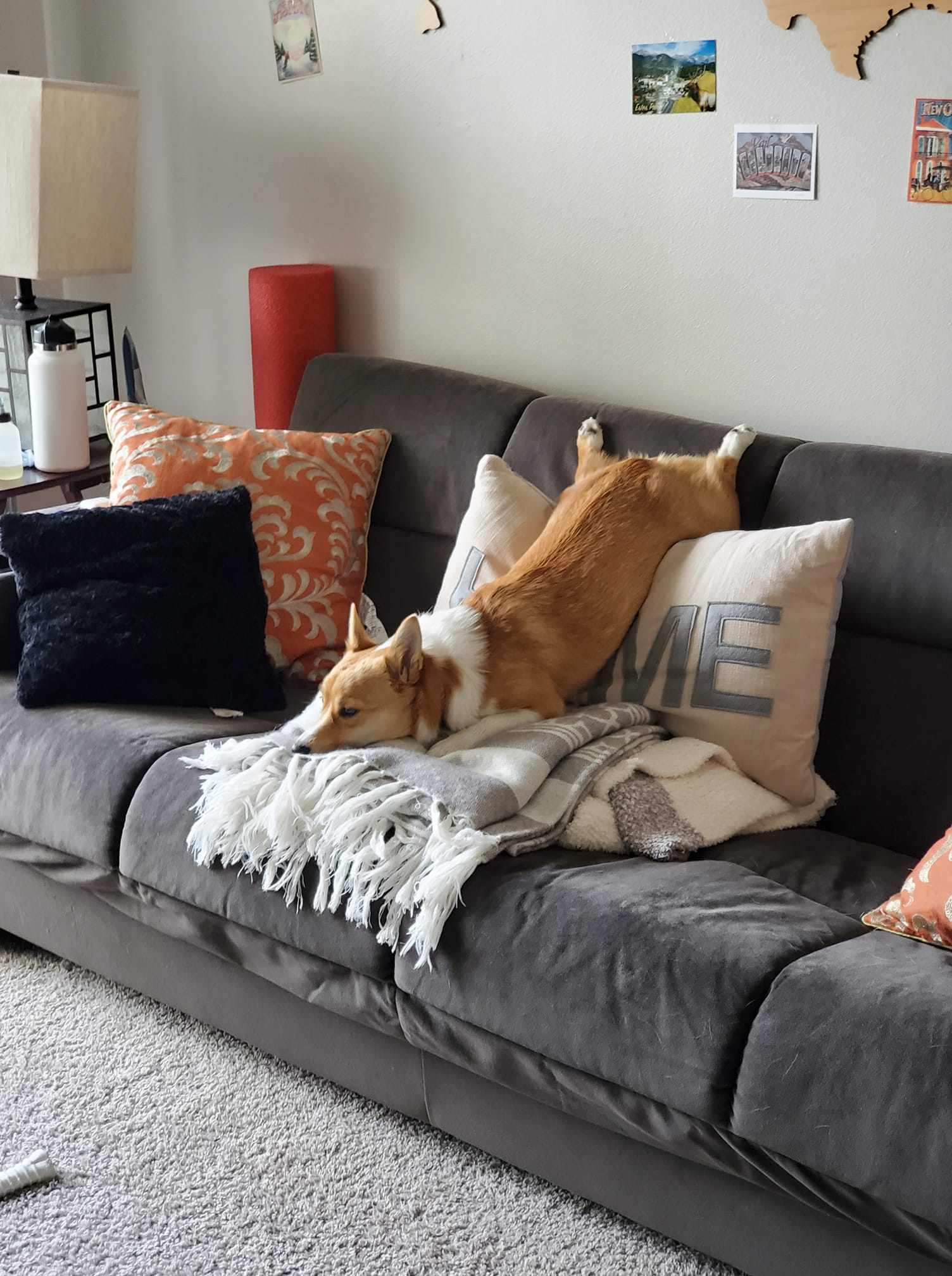 corgi sliding off couch