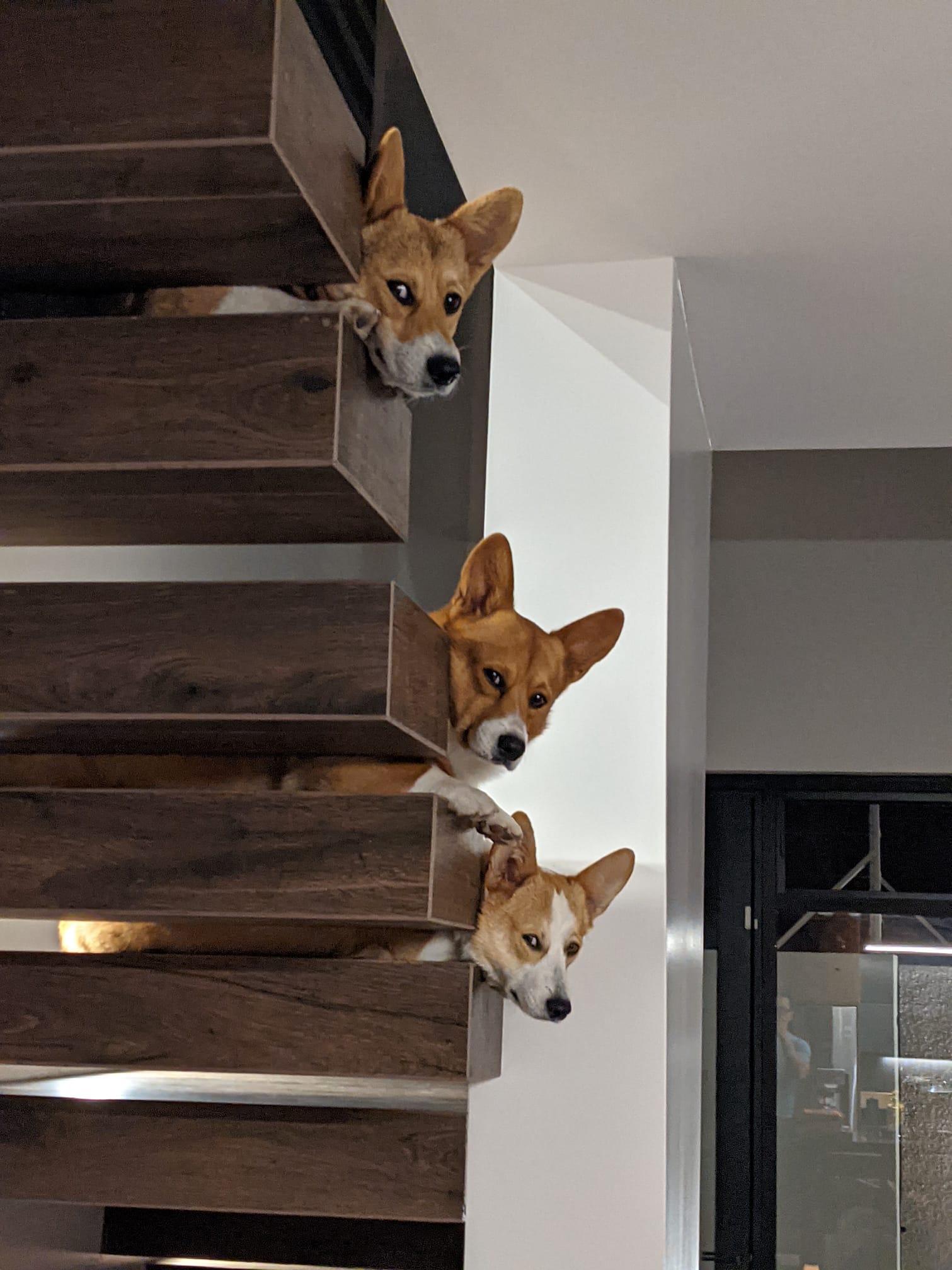 3 corgis on a staircase