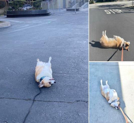 disappointed corgi collage