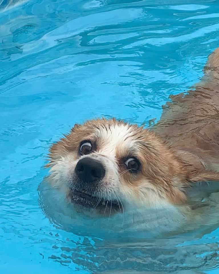 disappointed corgi in a pool