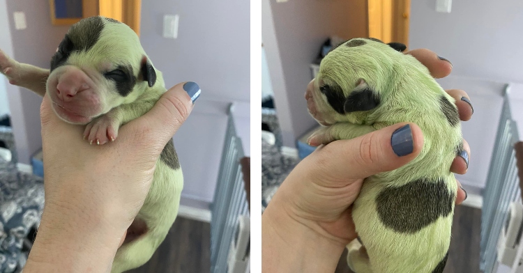 puppy born green