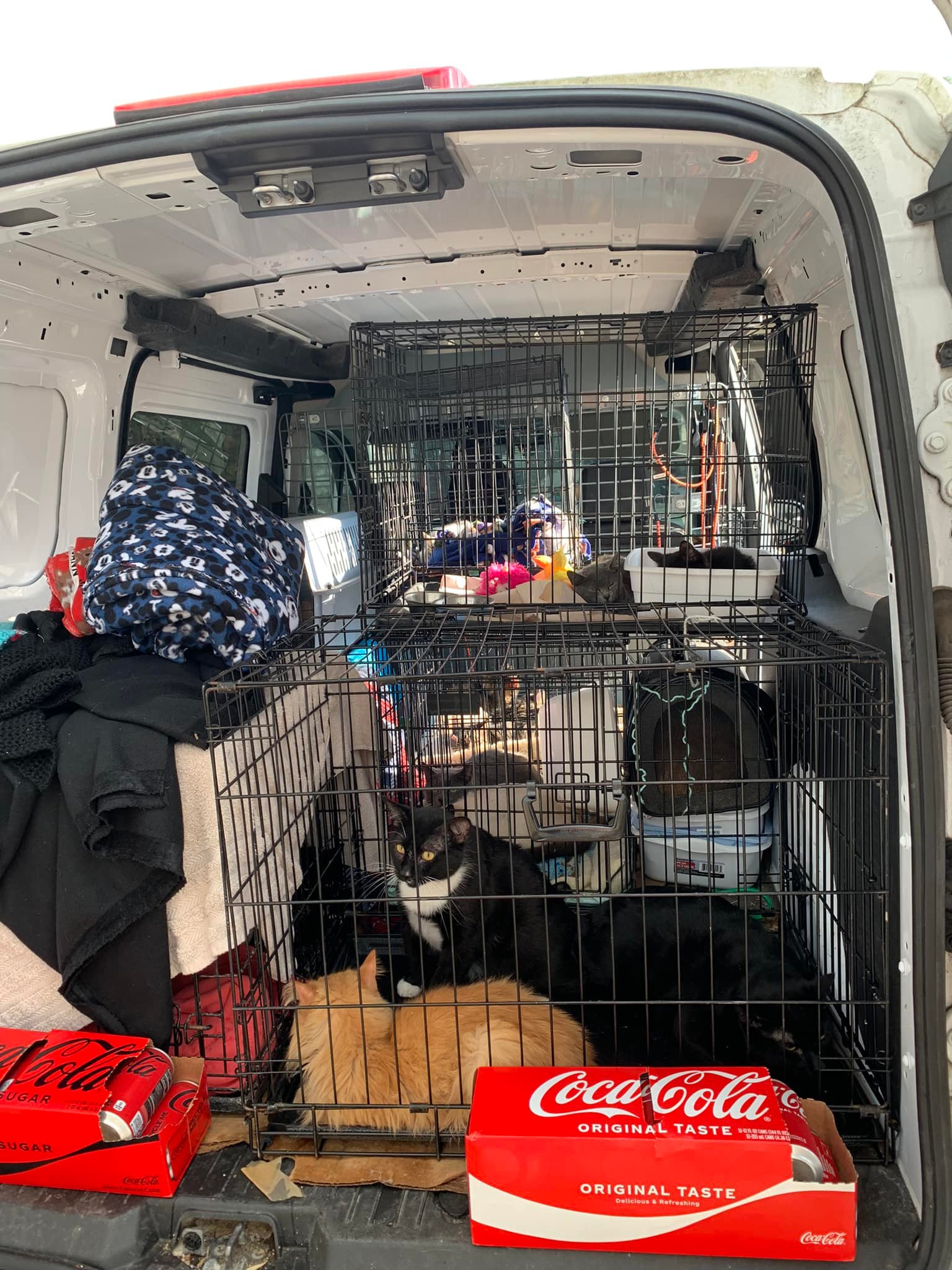 cats in crates in the back of a van.