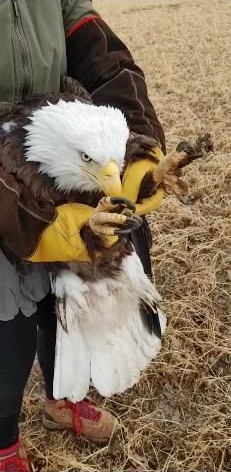 closeup of a woman named kristen bustamante from pine view wildlife rehabilitation center holding an injured bald eagle 