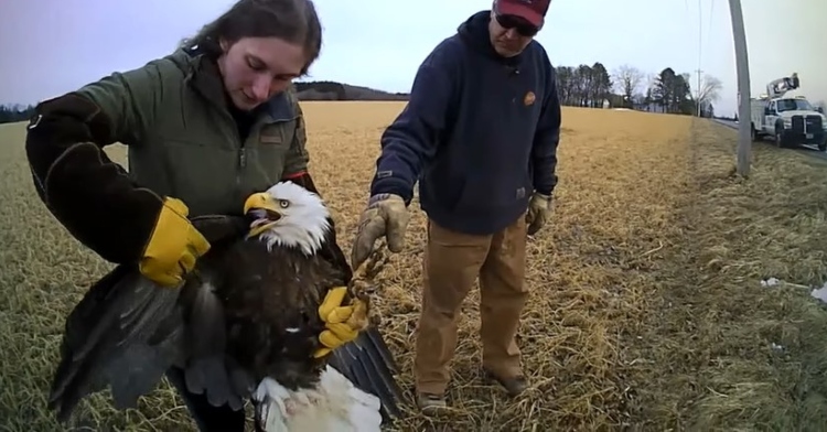 a woman named kristen bustamante from pine view wildlife rehabilitation center holding onto an injured bald eagle as a man stands nearby and reaches for the bird's leg