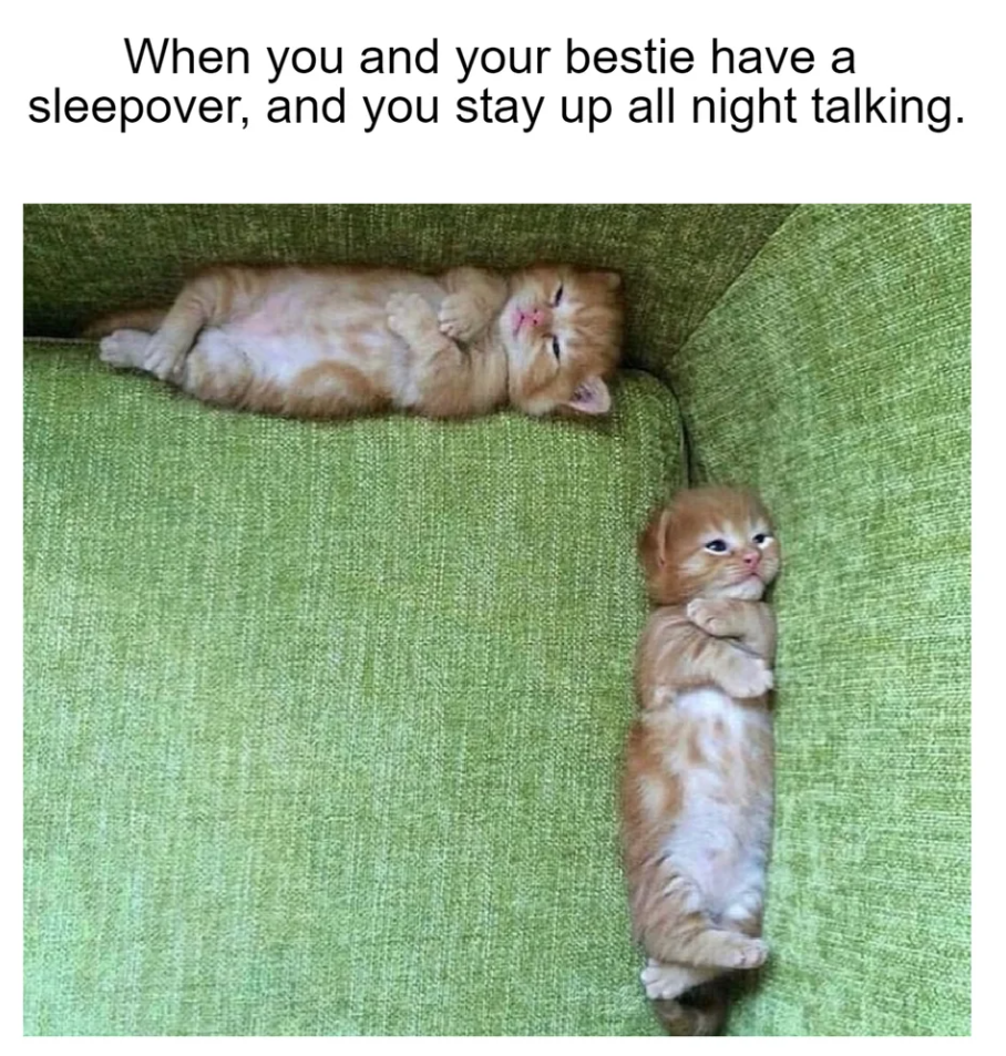 send this to your best friend cat meme