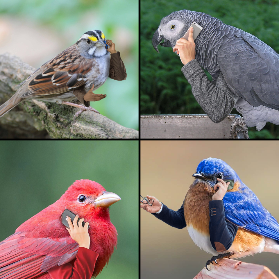 collage of four different birds who have been edited to have human arms that are holding a cell phone as if they're on a phone call
