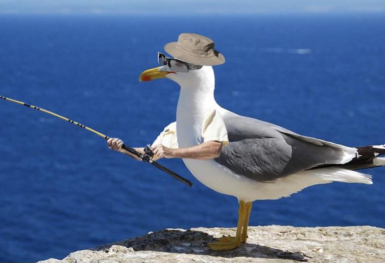 a seagull edited to have human arms that are using a fishing rod, sunglasses, and a hat