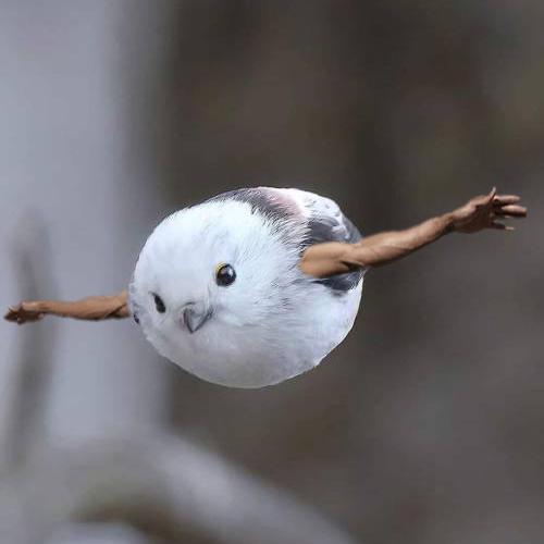 a round, white and grey bird who is flying and is edited to have human arms