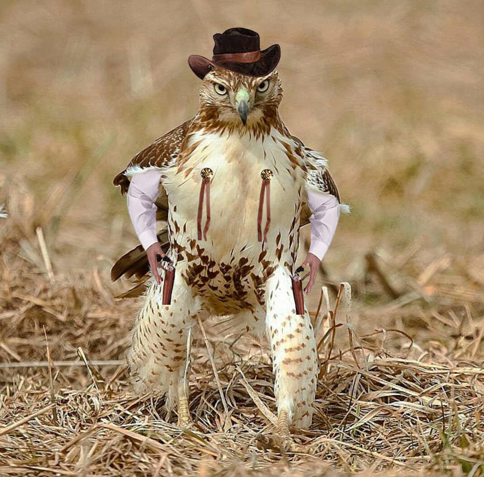 an owl that's been edited to have human arms that are reaching for the guns in his holsters and a hat