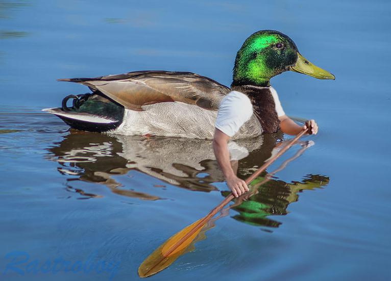 a duck swimming in water edited to have human arms that are using oars 