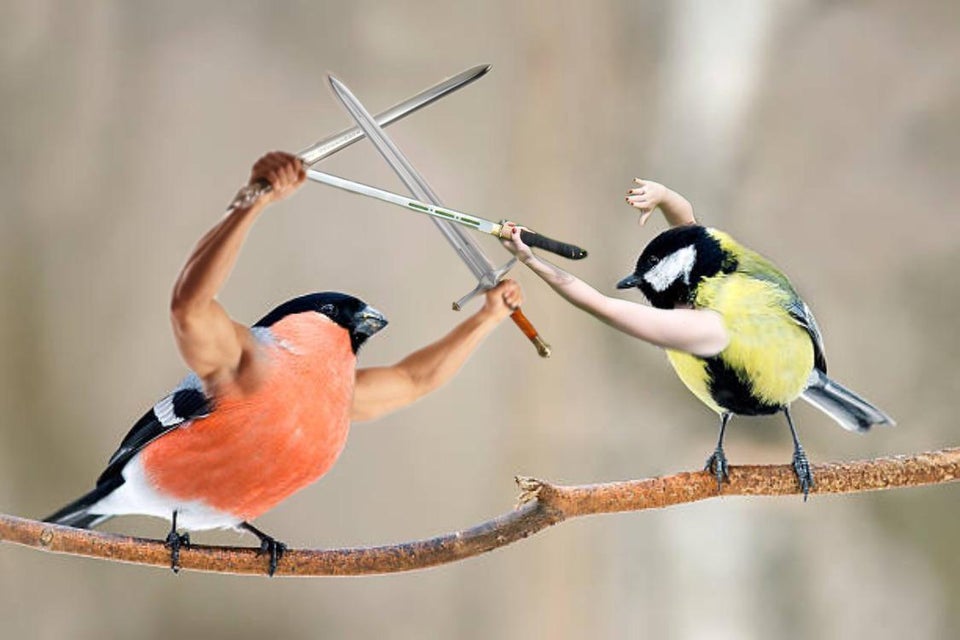 two birds edited to have human arms that are sword fighting 
