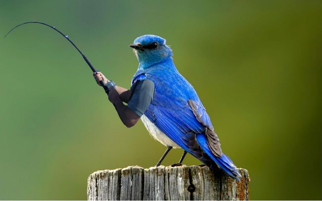 a bluebird edited to have human arms that are holding a fishing rod