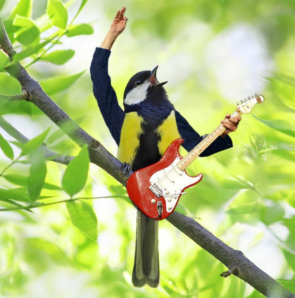 a black and yellow bird with its mouth open who has been edited to have human arms that are playing a red electric guitar