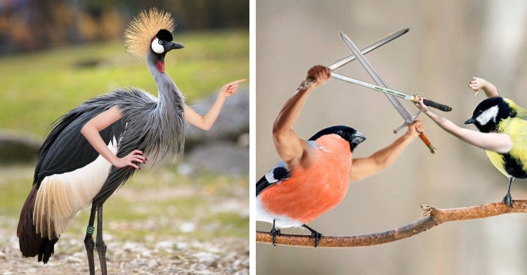 a large bird edited to have human arms, one with a hand on its "hip" and the other pointing in the distance and two birds edited to have human arms that are sword fighting