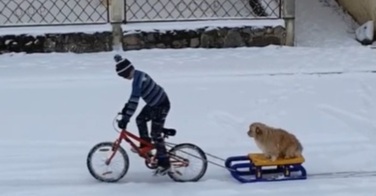 boy on bike and dog on sled
