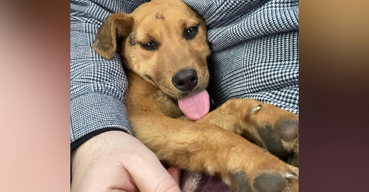 closeup of a dog named canyon being held in someone's arms as he sticks his tongue out