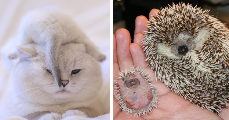 a white cat looking grumpy as on of his kittens sits on his head, tail dangling on his face and a closeup of a hedgehog sleeping next to a baby hedgehog, both of which are laying in the palms of someone's hands