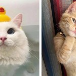 Cats Control Us With Their Cuteness And These 15 Photos Prove It. –  InspireMore