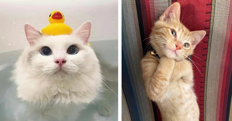 a white cat with large eyes looking up as it sits in a bath full of water with a rubber duck on its head and an light orange cat standing as it leans against a couch and poses with its hands under its chin