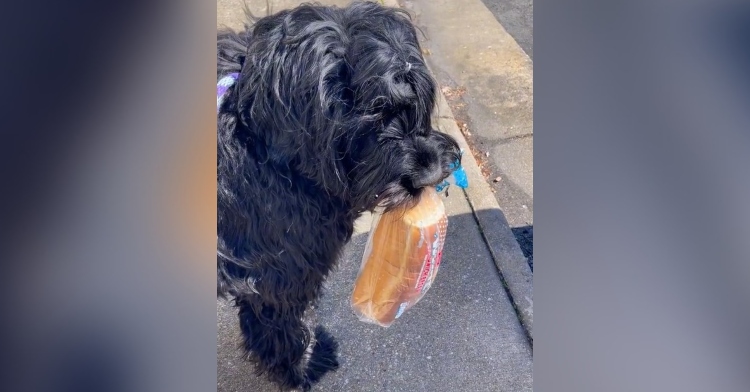 a black dog named nikolai standing on a sidewalk as he holds a loaf of bread in his mouth during a walk with his owner, allie rudman