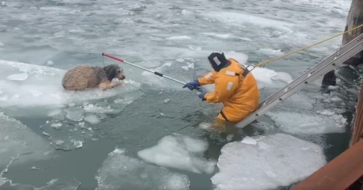 a labradoodle named lucy laying on a slab of ice on the detroit river as a firefighter named derrek azzopardi stands in the water nearby and uses a catchpole to grab onto her