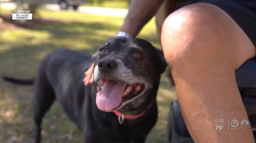 closeup of a black dog named sarah jane smiling with her tongue out as she gets pet by her owner, harry smith, who is sitting in a wheelchair