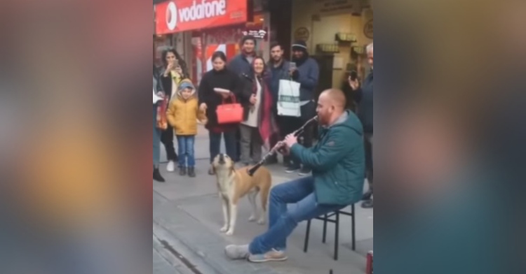 a man sitting on a stool on a street, playing a reed instrument as a dog standing next to him howls along and a crowd of people watches nearby