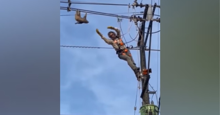 an electrical worker in south america standing on an electric pole as he reaches out to grab a sloth who is hanging on the nearby power lines.