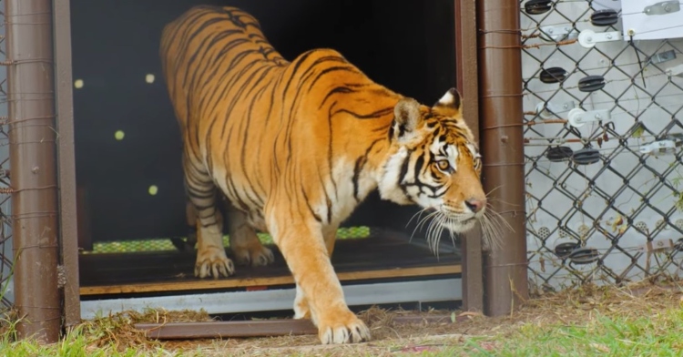 a bengal tiger named mafalda taking her first step on grass after being in a cage in argentina for 15 years