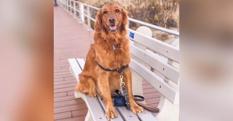 a golden retriever named layla smiling as she sits on a bench near a beach