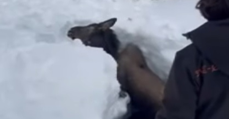 moose stuck in hole rescued