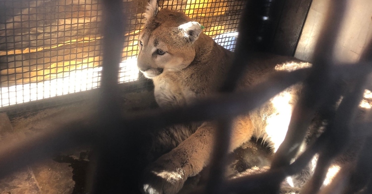 a mountain lion sitting inside of a cage where it's being transported in boulder, colorado