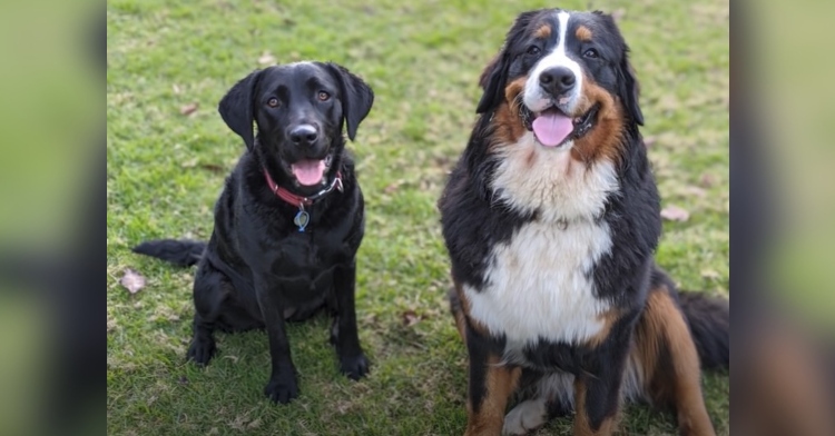 a medium sized black dog named solo sitting outside on grass next to a bernese mountain dog named olive who is owned by a woman named emma
