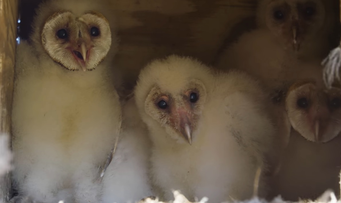 baby owls in nesting box