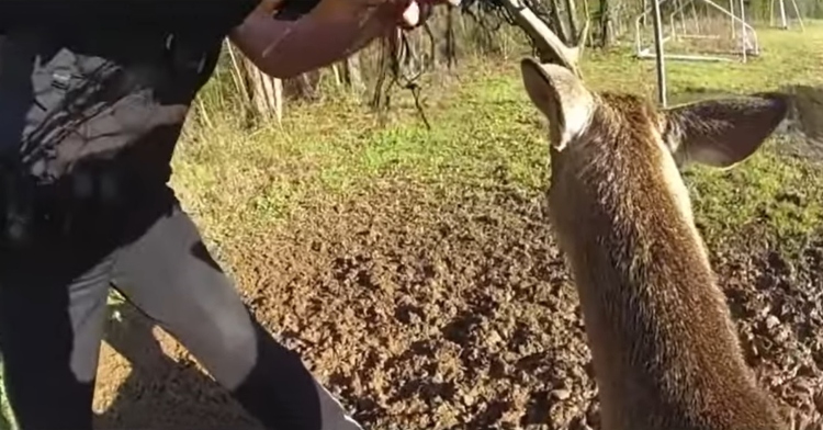 cops help trapped deer