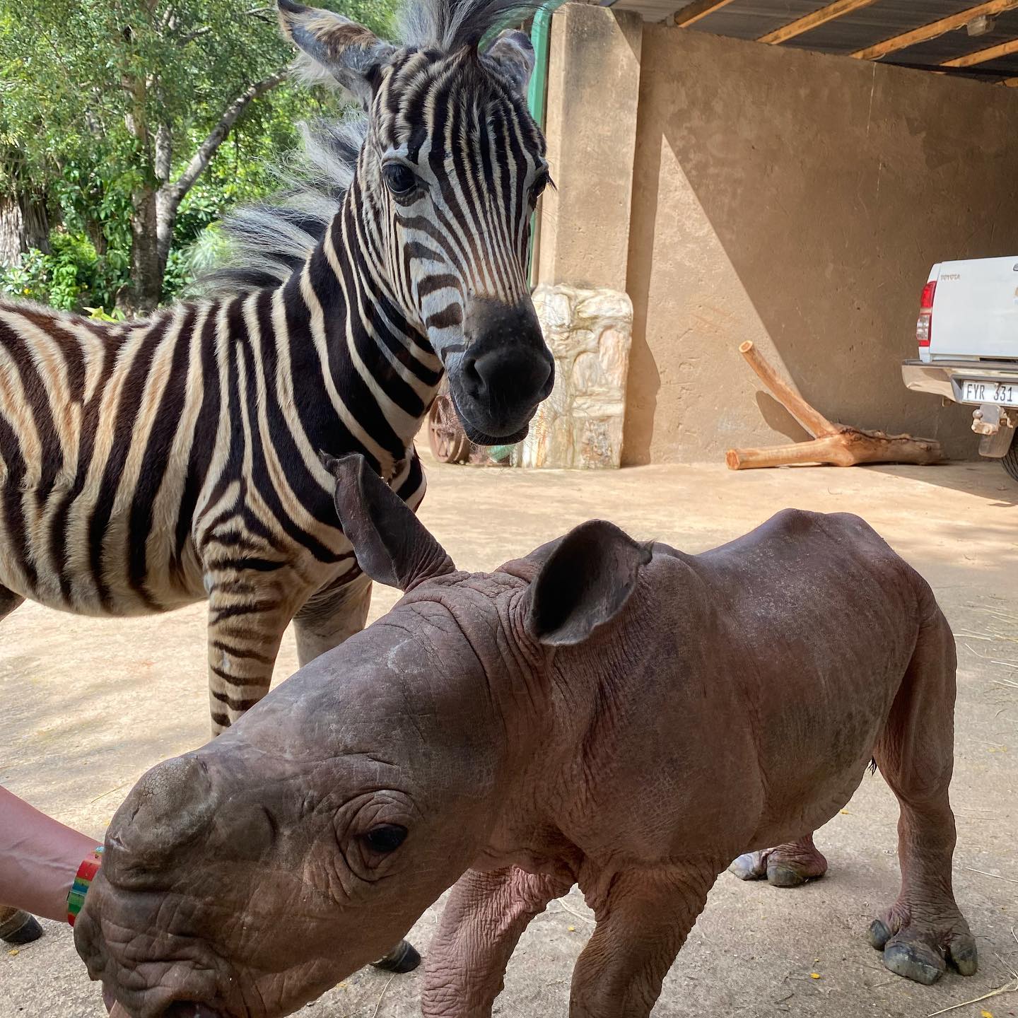a baby zebra named modjadji standing with a baby rhino named daisy