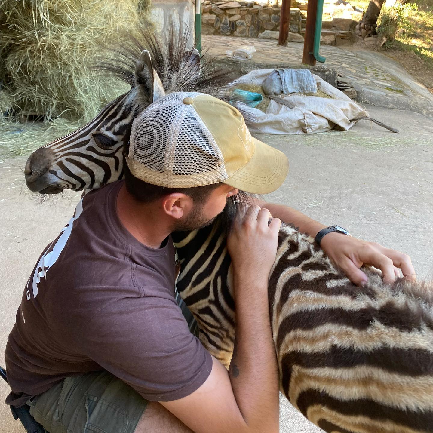 closeup of a man hugging a baby zebra named modjadji 