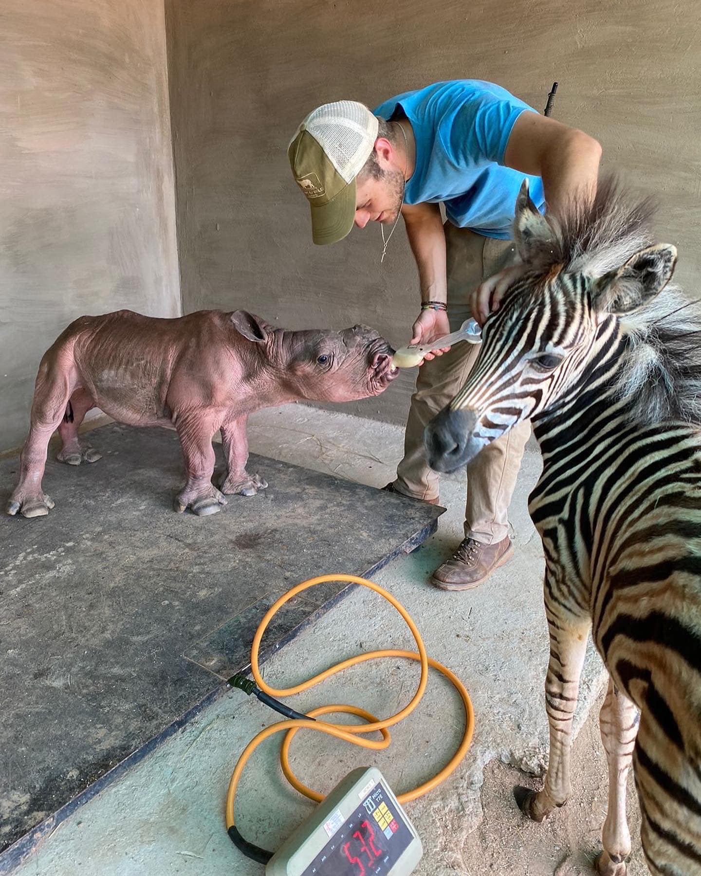 a man feeding a baby rhino named daisy as a baby zebra named modjadji stands nearby