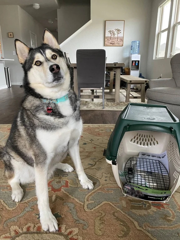a huskie looking bewildered as he stands next to his new crate that is way too small for him