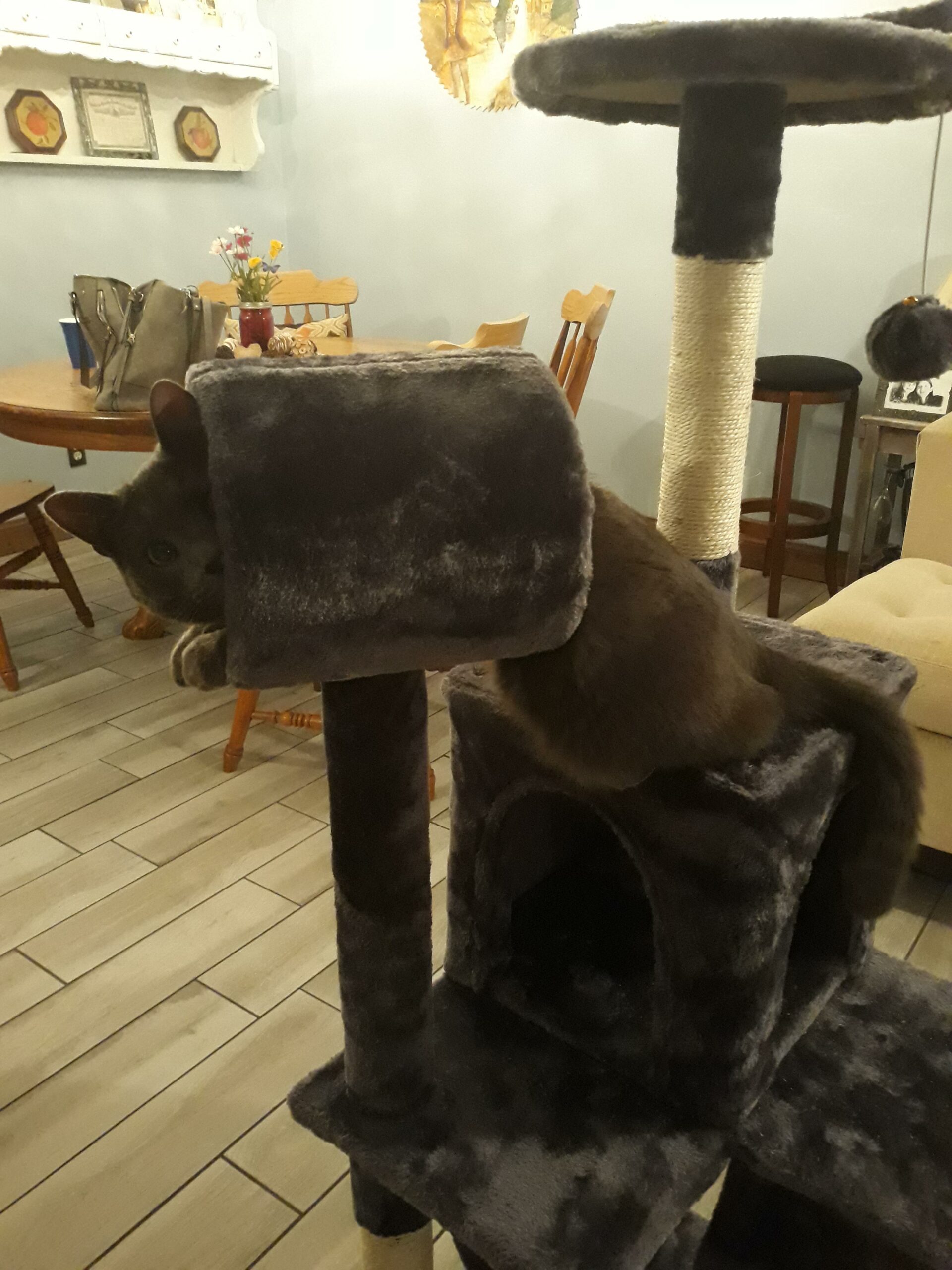 a cat named trevor trying to crawl around on a cat tower that is too small for him
