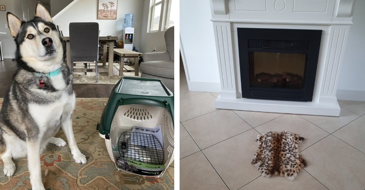 a huskie looking bewildered as he stands next to his new crate that is way too small for him and a super tiny leopard print rug placed in front of a small fireplace