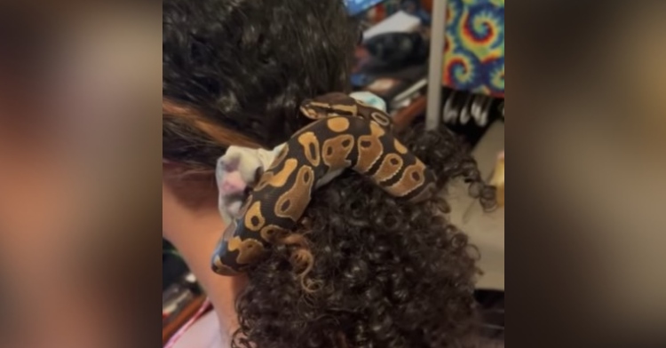 closeup of a snake named gazpacho who has wrapped himself around his owner cheyanne brubaker’s hair like a scrunchie