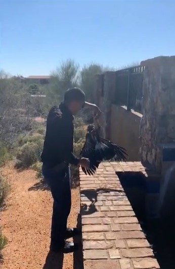 a man named steven gonzales grabbing onto a hawk he found splashing around in a pool