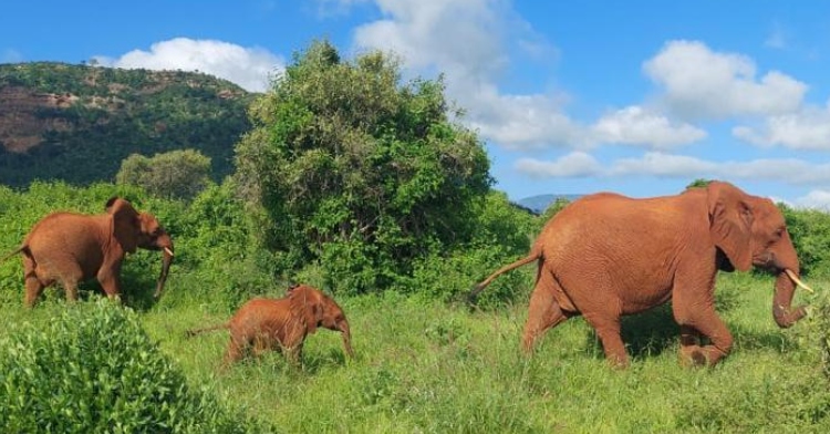an adult elephant named icholta leading her two children, izzy and inca, outside at the sheldrick wildlife trust in kenya
