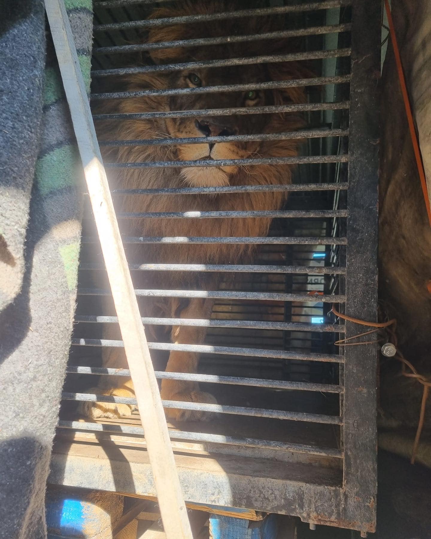 a lion named simba looking out of his cage as he sits in the back of a van so he can be transported from a zoo in ukraine to a zoo in romania 