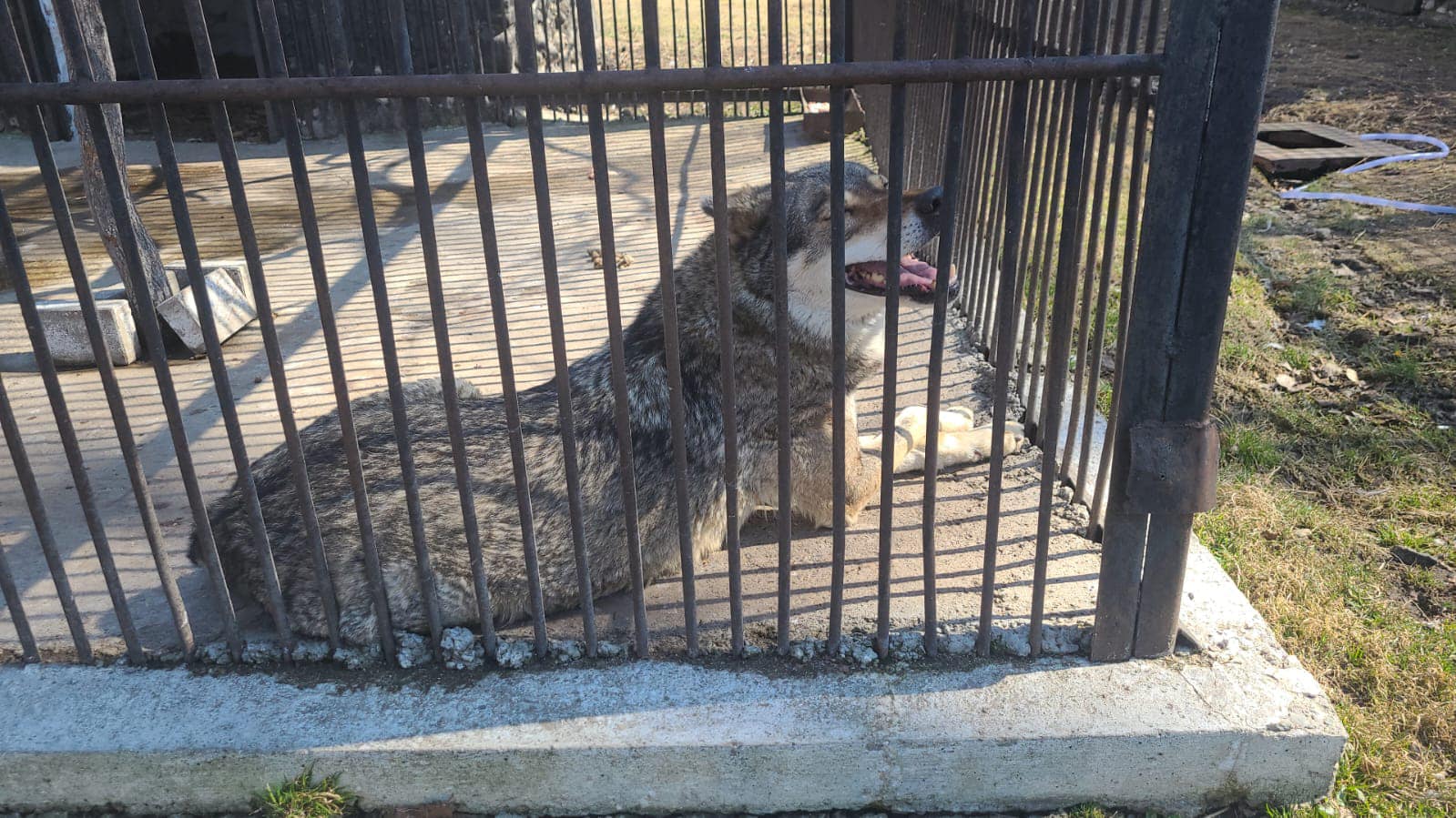 a smiling wolf named akela happily sitting in her cage at a zoo in romania after being rescued from ukraine 